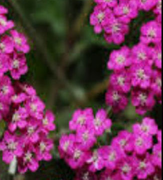 ACHILLEA CERISE QUEEN