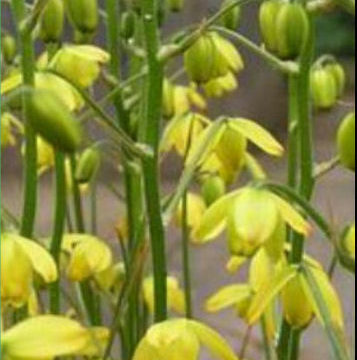 ALBUCA SHAWII