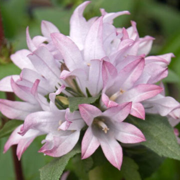 CAMPANULA GLOMERATA CAROLINE