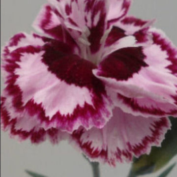 DIANTHUS WINDSOR