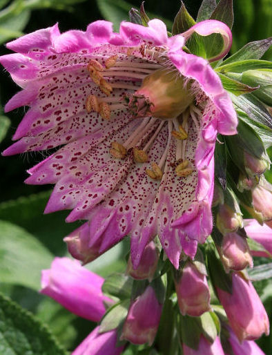 DIGITALIS PURPUREA MONSTROSA MIXED - The Collectors Corner | Buy ...