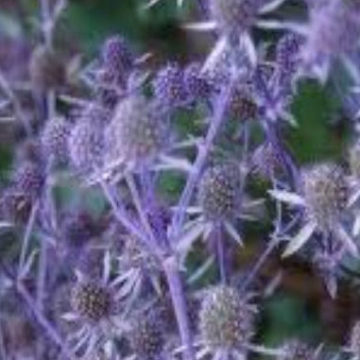 ERYNGIUM PLANUM