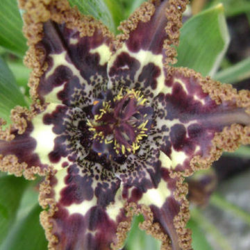 FERRARIA CRISPA