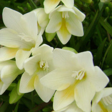 FREESIA BURTONII