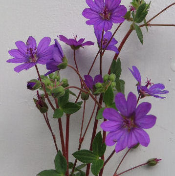 GERANIUM PYRENAICUM BILL WALLIS