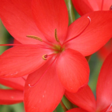 HESPERANTHA COCCINEA
