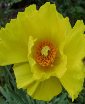 HUNNEMANNIA FUMARIIFOLIA