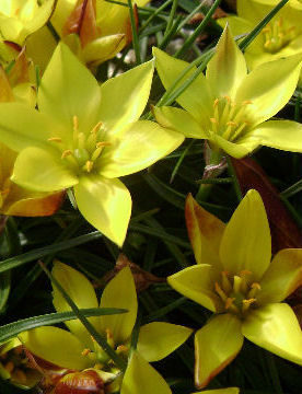 IPHEION SELLOWIANA