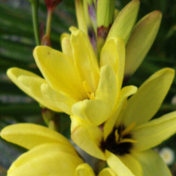 IXIA MACULATA