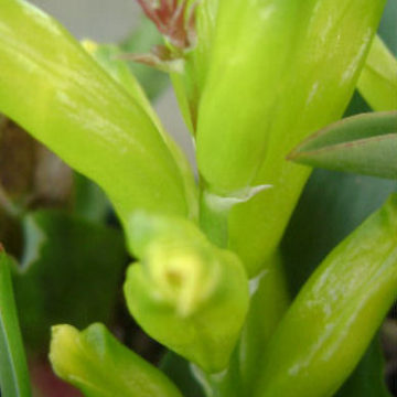 LACHENALIA REFLEXA