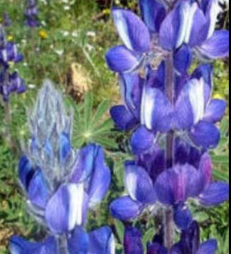 LUPINUS PILOSUS