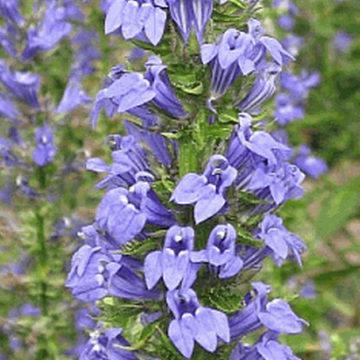 LOBELIA SIPHILITICA BLUE