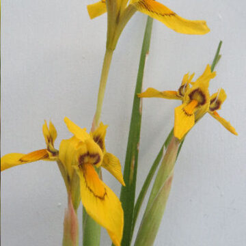 MORAEA HUTTONII