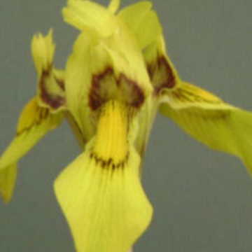 MORAEA HUTTONII