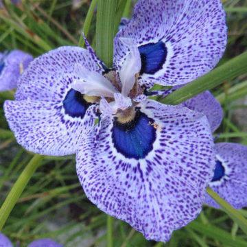 MORAEA VILLOSA HYBRID