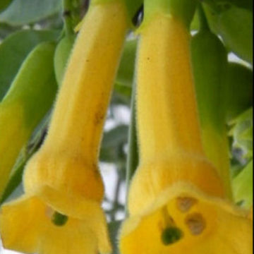 NICOTIANA GLAUCA