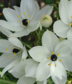 ORNITHOGALUM ARABICUM
