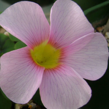 OXALIS PURPUREA PALE PINK