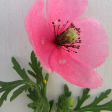 PAPAVER DUBIUM