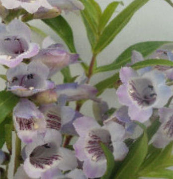 PENSTEMON STAPLEFORD GEM
