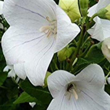 PLATYCODON GRANDIFLORUS ALBA