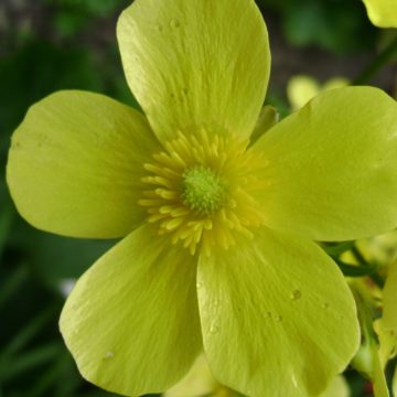 RANUNCULUS CORTUSIFOLIUS