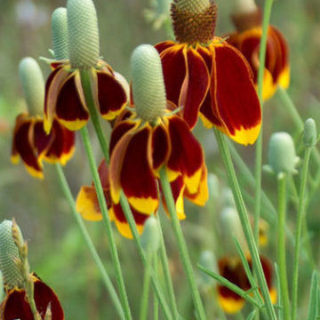 RATIBIDA COLUMNIFERA