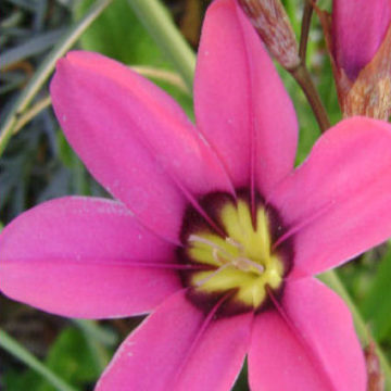 SPARAXIS HOT PINK