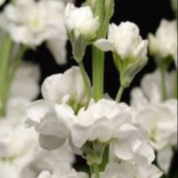 MATTHIOLA INCANA