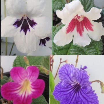 STREPTOCARPUS HYBRIDS