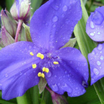 TRADESCANTIA ANDERSONIANA BLUE