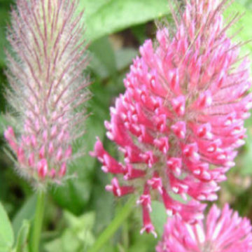 TRIFOLIUM RUBENS