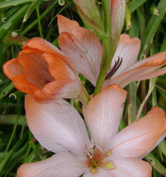 TRITONIA APRICOT