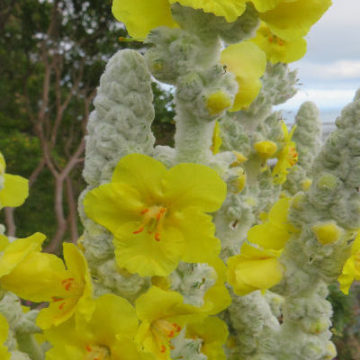 VERBASCUM BOMBYCIFERUM