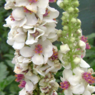 VERBASCUM CHAIXII ALBUM