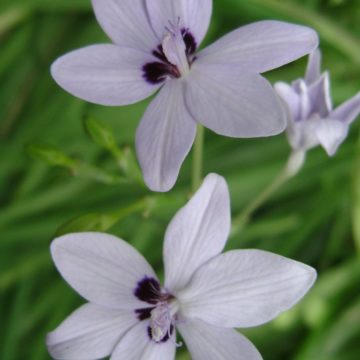 ANOMATHECA LAXA AZUREA