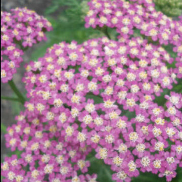ACHILLEA PINK BEAUTY