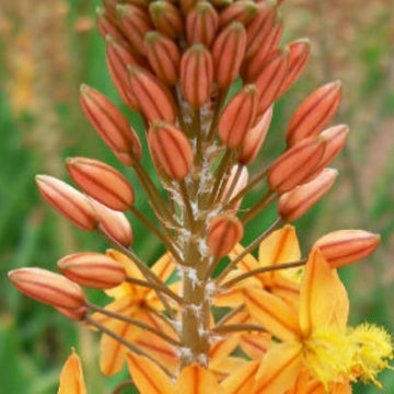 BULBINE FRUTICOSA – ORANGE