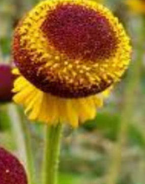 HELENIUM PUBERULUM