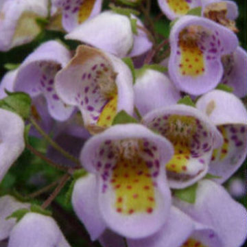 JOVELLANA VIOLACEA