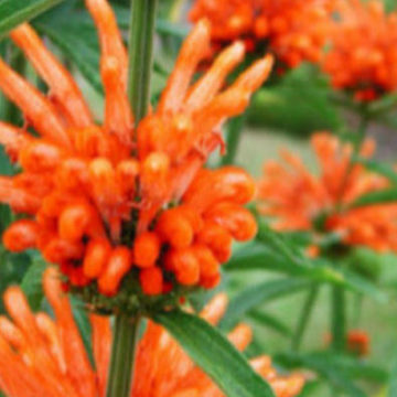 LEONOTIS LEONURUS