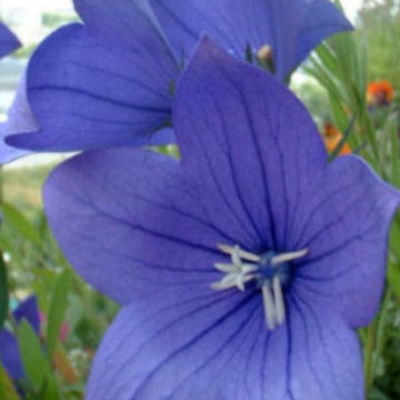 PLATYCODON GRANDIFLORUS