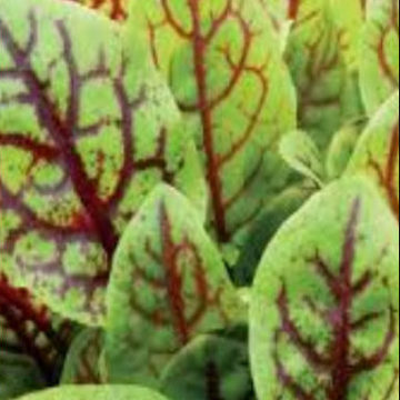 RUMEX SANGUINEUS