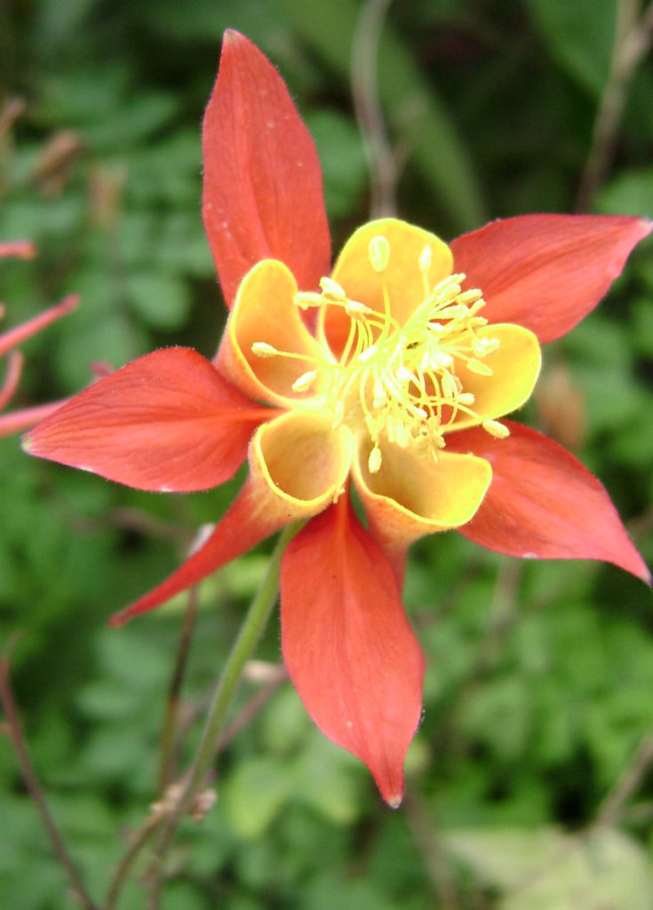 AQUILEGIA TEQUILA SUNRISE The Collectors Corner Buy unusual