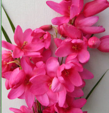 IXIA VENUS