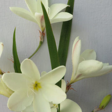 SPARAXIS BULBIFERA