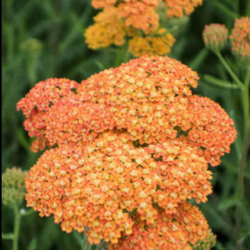 ACHILLEA TERRACOTTA