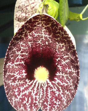 ARISTOLOCHIA LITTORALIS