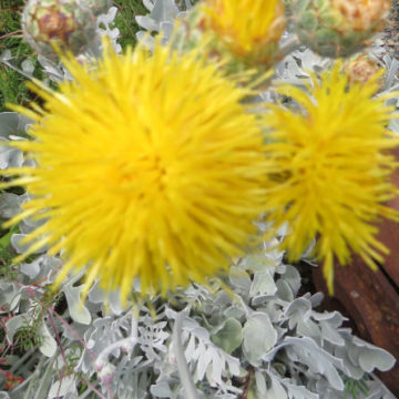 CENTAUREA CINERARIA