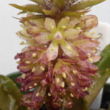 EUCOMIS DWARF